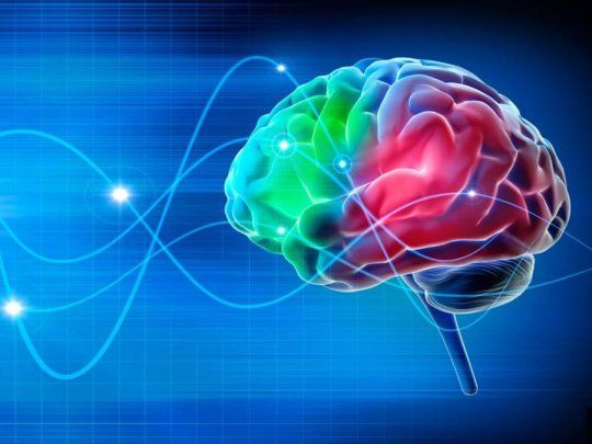 Cerebro.