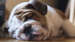 La elección adecuada de tu mascota no solo mejora la convivencia en el hogar, sino que garantiza la seguridad del canino. La elección adecuada de tu mascota no solo mejora la convivencia en el hogar, sino que garantiza la seguridad del canino.