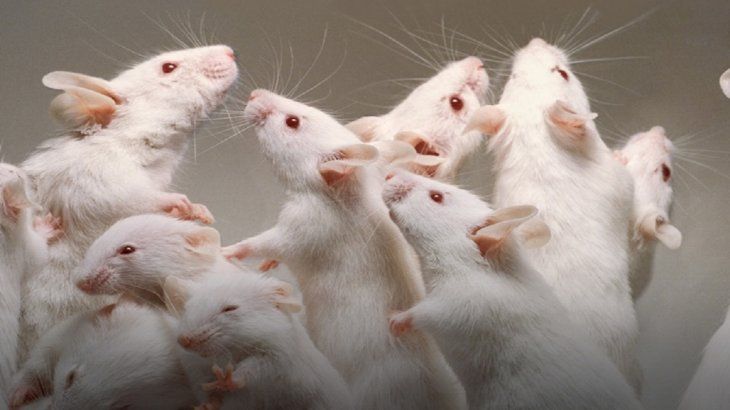 The results showed an increase in oxidative stress, neuropsychiatric alterations and DNA damage in the animals. The results showed an increase in oxidative stress, neuropsychiatric alterations and DNA damage in the animals.