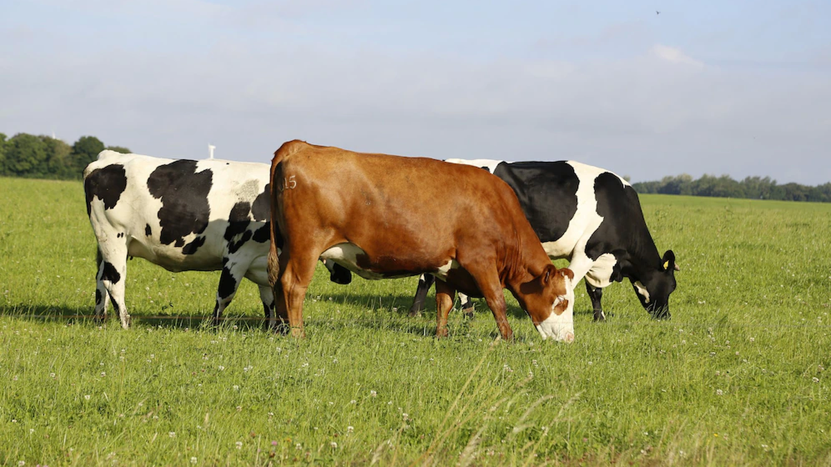 Livestock prices improve, although there is little supply