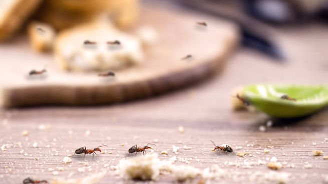 &nbsp;¿Invasión Oculta? Cómo eliminar de manera definitiva el reinado silencioso de las hormigas en tu casa