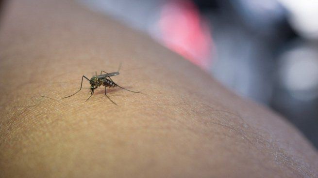 El dengue no da tregua en el país