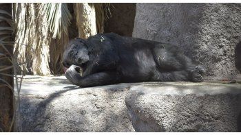 Tras una inédita orden judicial, se le había permitido dejar su jaula en el zoo de Mendoza.