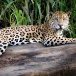 La desaparición de Acaí activó un protocolo de máxima alerta en el Parque Nacional El Impenetrable. La desaparición de Acaí activó un protocolo de máxima alerta en el Parque Nacional El Impenetrable.