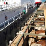 El Partido Colorado impulsa un proyecto para convertir en ley la exportación de ganado en p. El Partido Colorado impulsa un proyecto para convertir en ley la exportación de ganado en p.