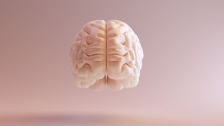 Cerebro.