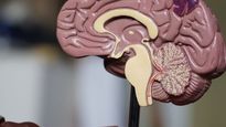 Estos alimentos son cruciales para cuidar tu cerebro.&nbsp;