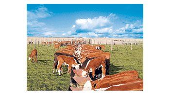Según la Cámara de la Industria y Comercio de Carnes y Derivados (CICCRA), la producción de carne vacuna registró mermas de hasta el 22% interanual entre enero y julio de este año, a 1,52 millón de toneladas.
