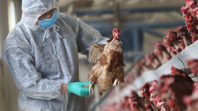Detectan el tercer caso humano de gripe aviar en Estados Unidos.