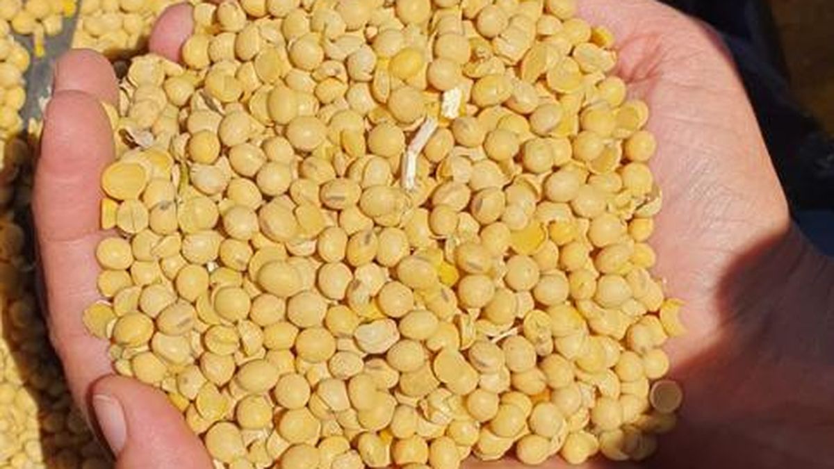 New soybean and corn export record in 2022