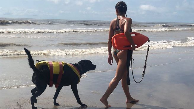 Estos son los cuidados que dener tener en cuenta para tu proximo viaje a la playa junto a tu perro.&nbsp;