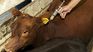 The cattle vaccination period will be between June 15 and July 15 in Uruguay. The cattle vaccination period will be between June 15 and July 15 in Uruguay.