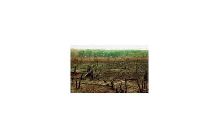 Fue esparcido por el ejército de EEUU para despejar los campos donde se ocultaba la guerrilla.