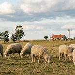 Ante los cambios estructurales en la demanda textil global, los ingresos por exportaciones de carne ovina ganan terreno y sostienen hoy la viabilidad del rubro en el campo local. Ante los cambios estructurales en la demanda textil global, los ingresos por exportaciones de carne ovina ganan terreno y sostienen hoy la viabilidad del rubro en el campo local.