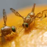 El SENASA aplicó nuevas restricciones. El SENASA aplicó nuevas restricciones.