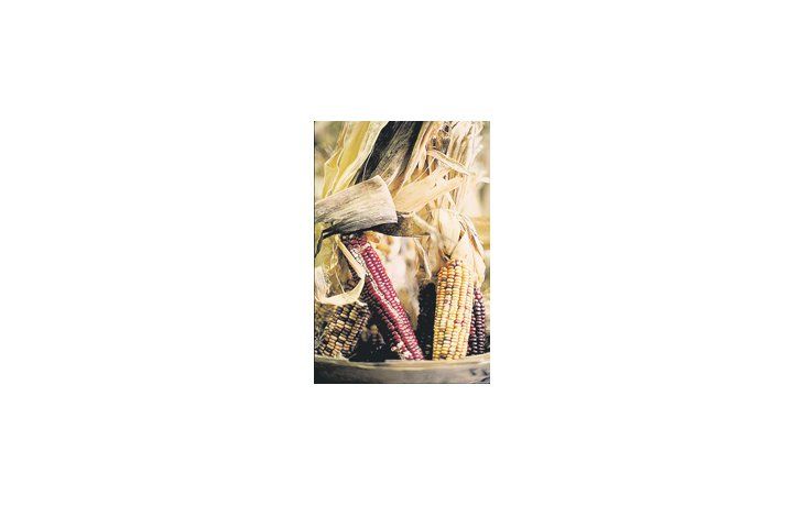 La sequía provocada por el fenómeno climático denominado La Niña perjudica el desarrollo del maíz en varias regiones del país, según indicó al Panorama Agrícola Semanal de la Bolsa de Cereales de Buenos Aires.