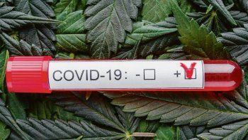 extracto de cannabis para combatir el covid-19