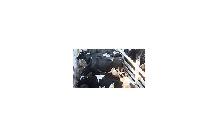 A las puertas de una nueva protesta de productores tamberos -que incluiría la faena de vacas lecheras-, CRA aseguró que el Gobierno nacional discrimina en el reparto de subsidios.