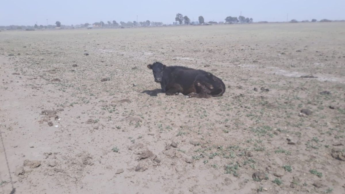 Declare emergency and agricultural disaster due to drought in Patagones