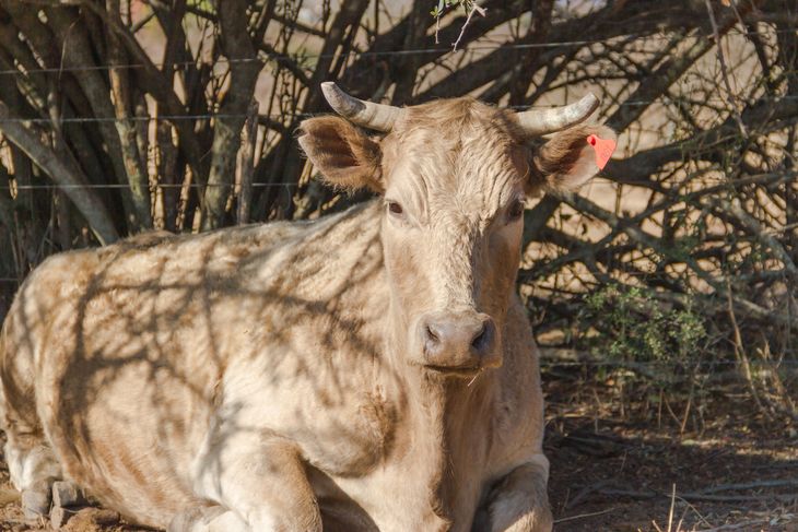 closeup-shot-of-beige-cow-with-horns.jpg