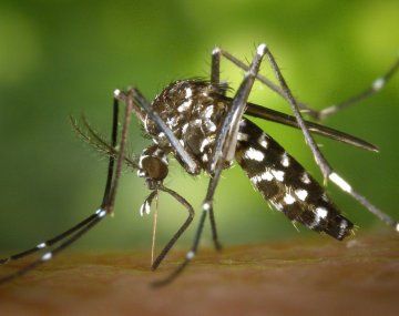 Preocupa el brote del dengue 