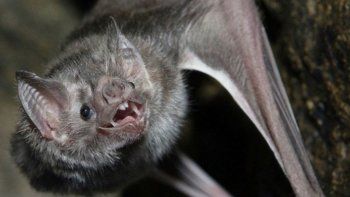 Bahía Blanca detectó un murciélago con rabia que obligó a vacunar a perros y gatos