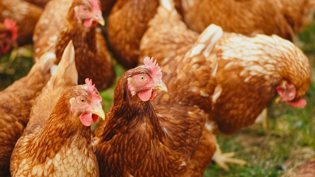 The price of eggs promotes an unusual trend in the US: chickens rental