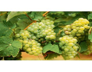 Diferencial. Las uvas blancas totalizan el 50% de los viñedos (mayoritariamente Torrontés), pero también hay viñedos para tintos como Bonarda, Malbec, Syrah o Cabernet. Diferencial. Las uvas blancas totalizan el 50% de los viñedos (mayoritariamente Torrontés), pero también hay viñedos para tintos como Bonarda, Malbec, Syrah o Cabernet.