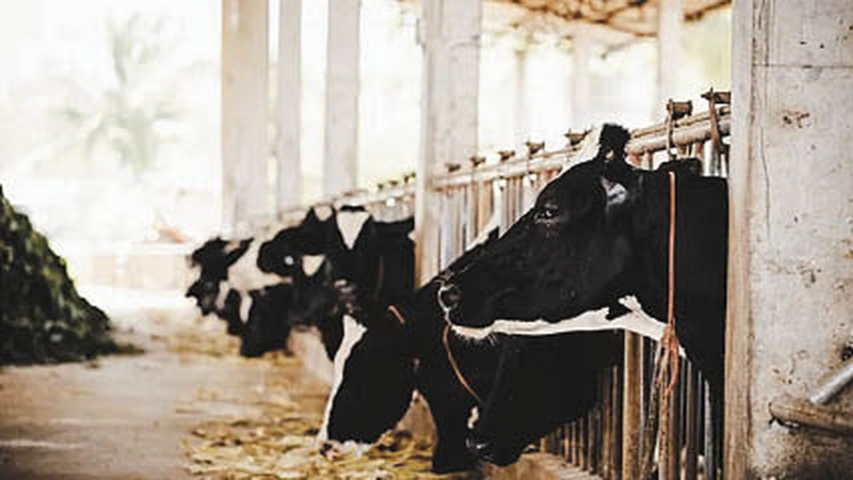Vaccine supply remains high due to lack of pasture