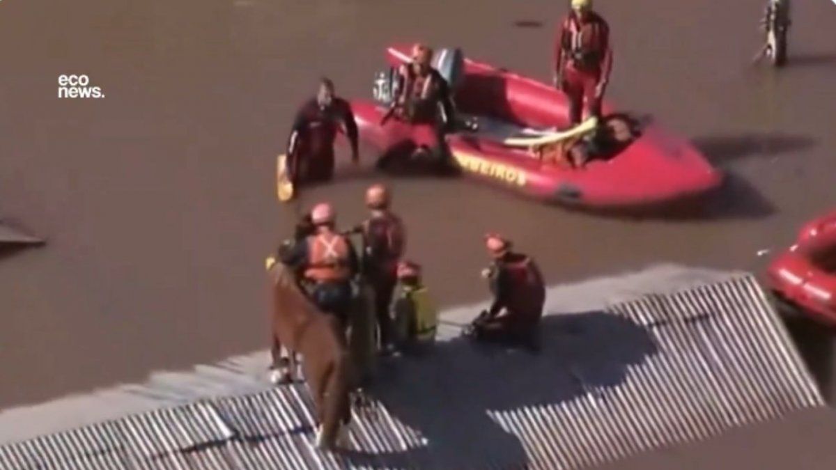How Caramelo the horse is doing after being rescued from a roof