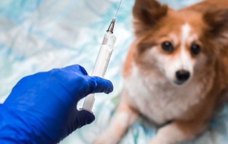 &nbsp;En Rusia anunciaron que los animales que se desplieguen en el aeropuerto de la ciudad de San Petersburgodeberán estar vacunados.&nbsp;