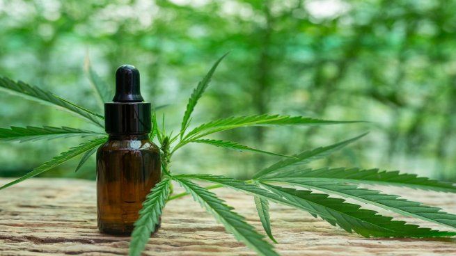 El gobierno uruguayo reglamentará la ley que implementa el Programa Nacional de Cannabis Medicinal y las fórmulas magistrales.
