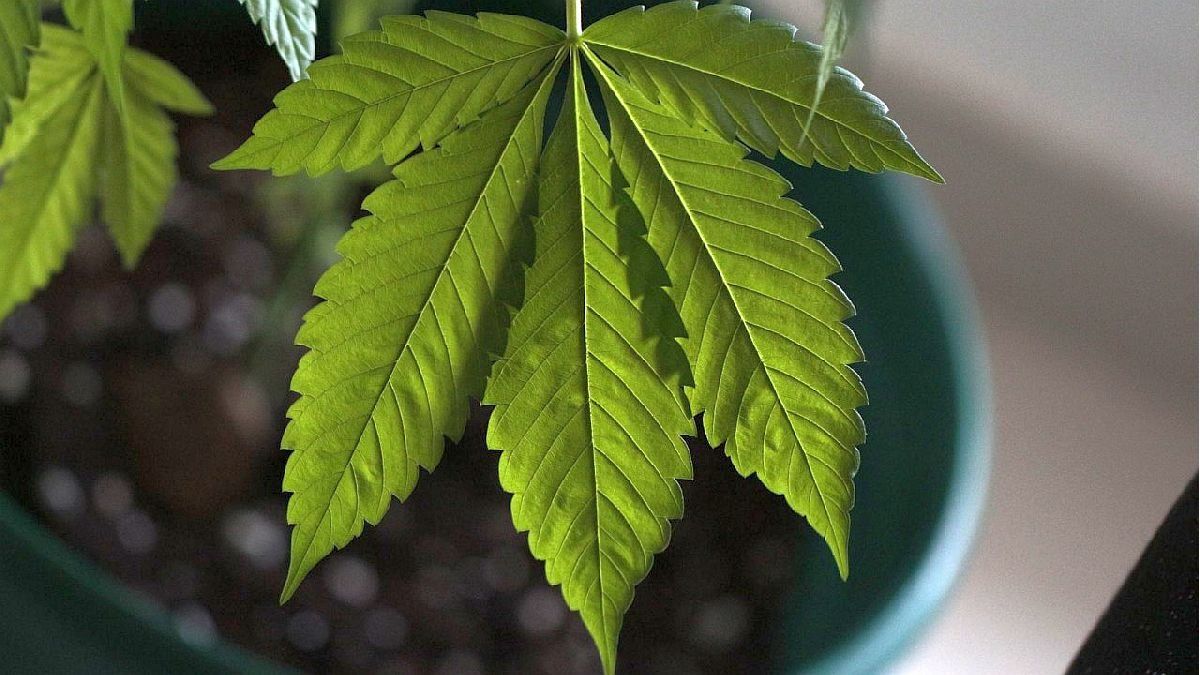 Llega a América Latina la startup para comprar cannabis de uso medicinal