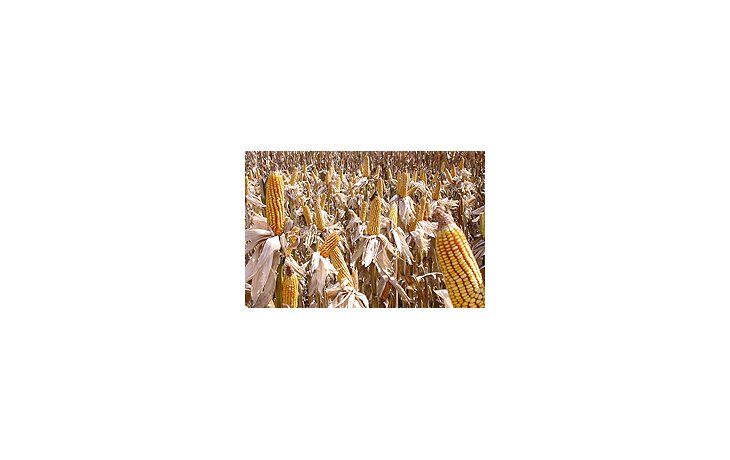 ámbito.com | El excesivo clima húmedo sigue dificultando las tareas de implementación de maíz en EE.UU. reduciendo las expectativas de lograr una siembra superior a la proyectada por el USDA.