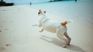 Who will take care of your pet during holidays or weekends? Who will take care of your pet during holidays or weekends?