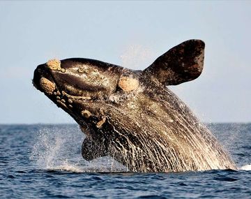Por primera vez se registró la migración de una ballena en dos estadios diferentes
