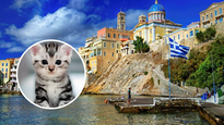 Isla griega busca voluntarios para cuidar gatitos rescatados.