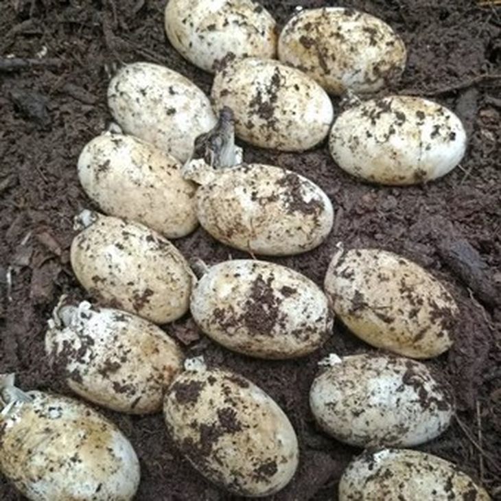 El cocodrilo siamés no suele superar los 3 metros de longitud. El cocodrilo siamés no suele superar los 3 metros de longitud.