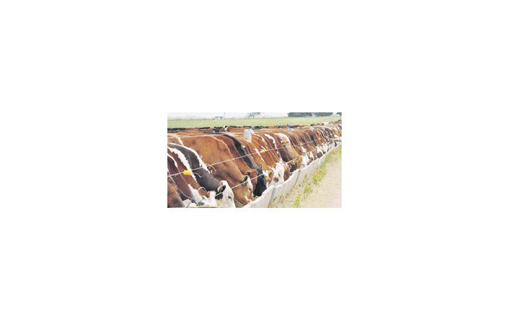 El país podrá acceder a exportar hasta 48.200 toneladas de carne a la Unión Europea sin pagar arancel. Un beneficio que hasta ahora sólo pocos países tienen.