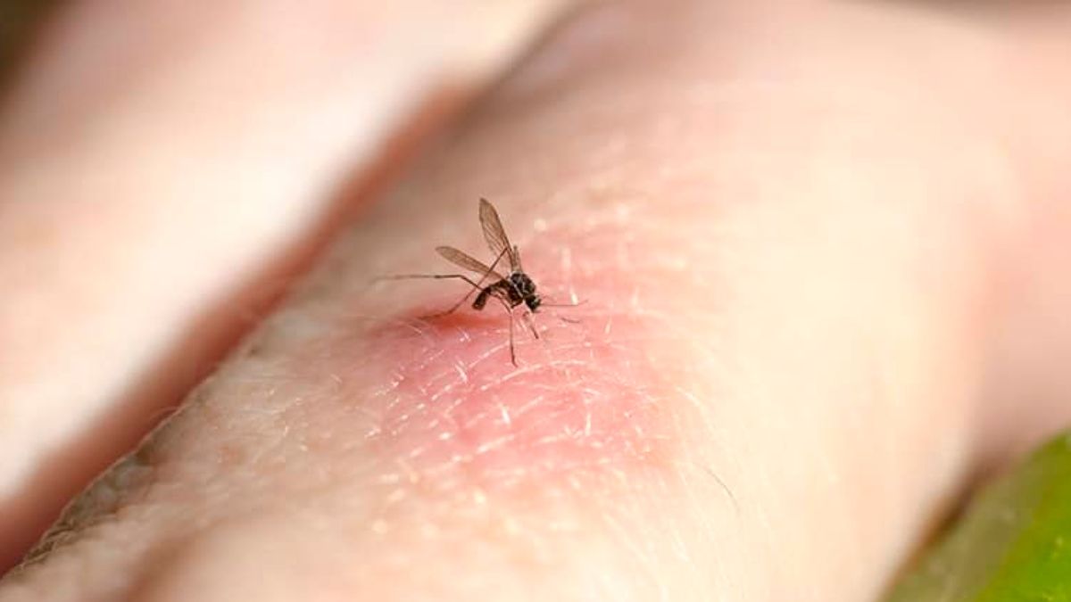 Mosquitoes recorded in Iceland for the first time in history