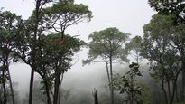 El bosque de ensueño de Jalisco.