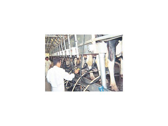 Participaron empresas productoras de quesos, leche en polvo, suero en polvo y dulce de leche.
