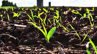 El 35% de la tierra vendida se concentró en Durazno, Paysandú y Treinta y Tres. El 35% de la tierra vendida se concentró en Durazno, Paysandú y Treinta y Tres.