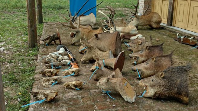 trofeo de animales.jpg