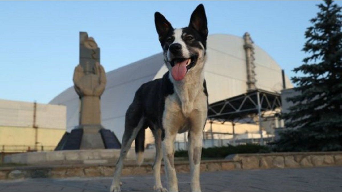 They study the radioactive dogs of Chernobyl