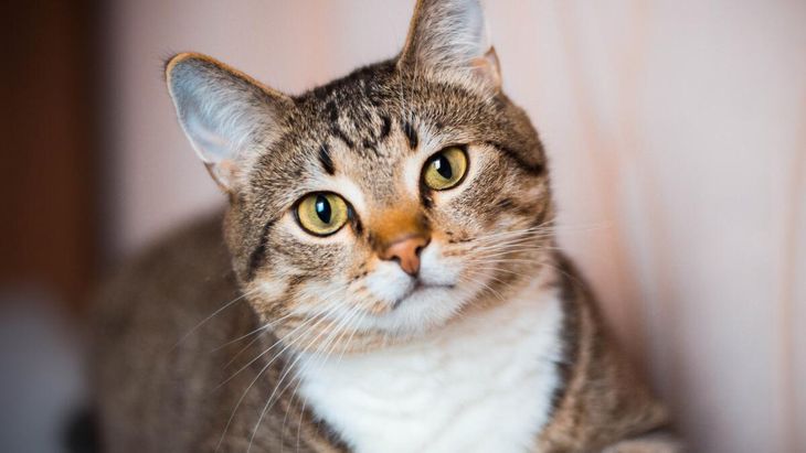 Acariciar a un gato libera oxitocina, la hormona del bienestar, y ayuda a reducir los niveles de ansiedad.  