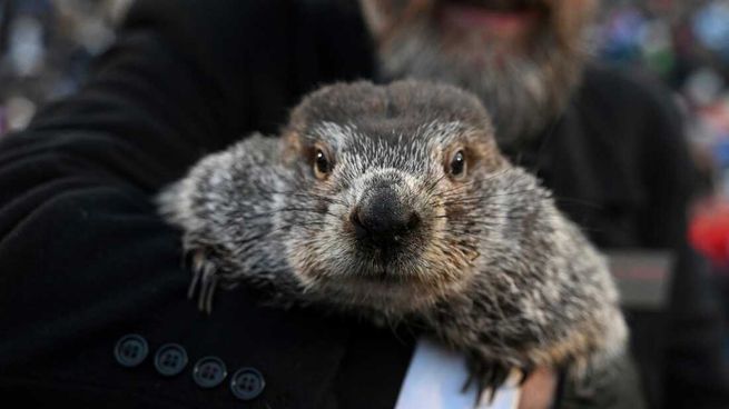 La marmota Punxsutawney Phil.