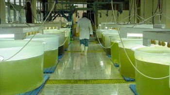 en 2019 cayo 4% la produccion de bioetanol y se redujo 12% la de biodiesel