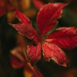 Al bajar las temperaturas, las plantas activan un mecanismo de protección que se nota en el color de sus hojas. Al bajar las temperaturas, las plantas activan un mecanismo de protección que se nota en el color de sus hojas.