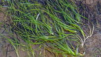 ¿Qué características tiene la zostera?